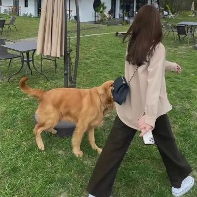 怪医杜立德